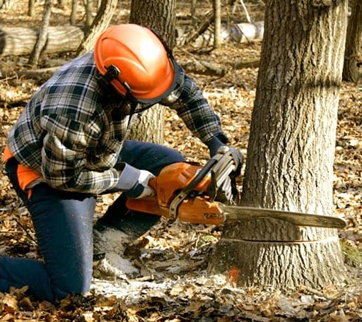 Tree Removal in Western Grove, AR
